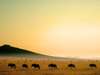 Porini Mara Camp - Evening Safari Drive 